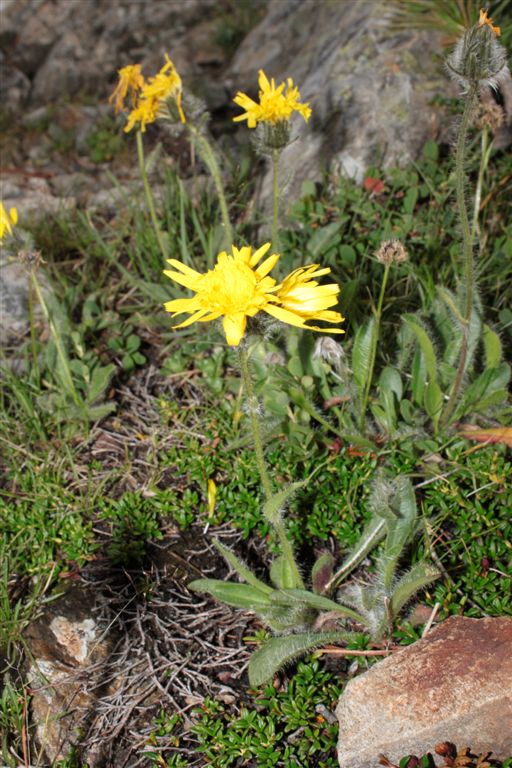 Da determinare - Hieracium sp.